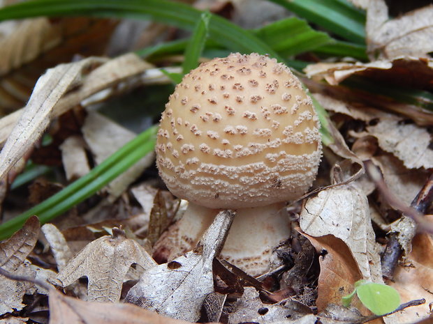 muchotrávka červenkastá Amanita rubescens Pers.