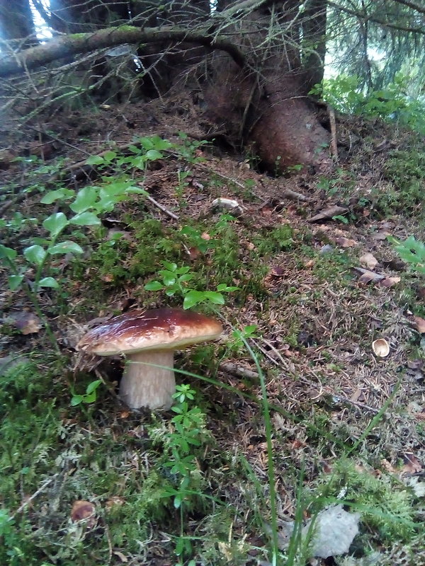 hríb smrekový Boletus edulis Bull.