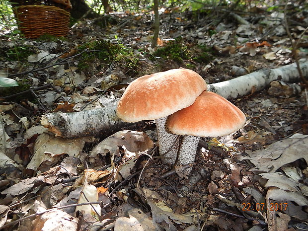 kozák osikový Leccinum albostipitatum den Bakker & Noordel.