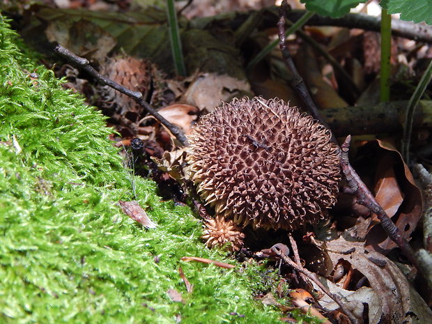 prášnica pichliačová Lycoperdon echinatum Pers.