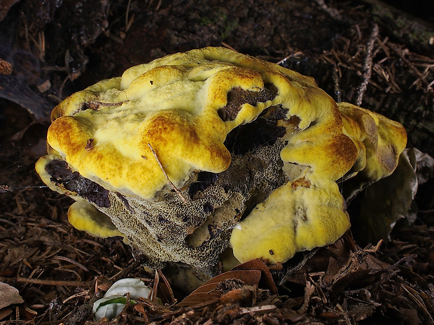 hnedák Schweinitzov Phaeolus schweinitzii (Fr.) Pat.