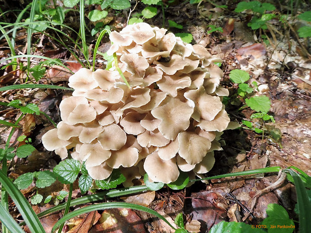 trúdnik klobúčkatý Polyporus umbellatus (Pers.) Fr.