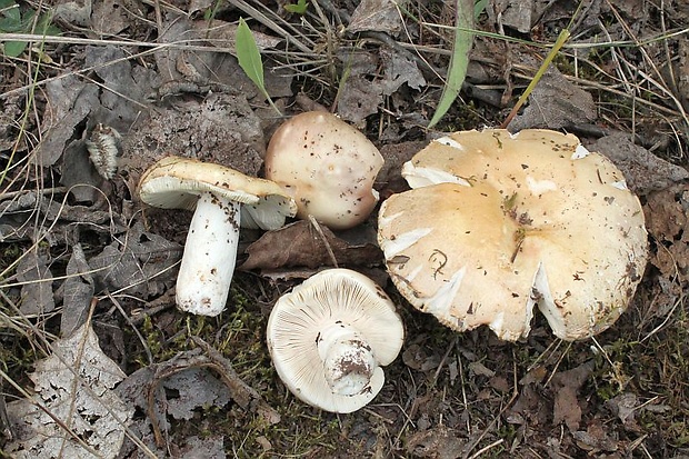 plávka Russula sp.