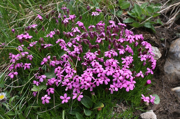 silenka bezbyľová Silene acaulis (L.) Jacq.