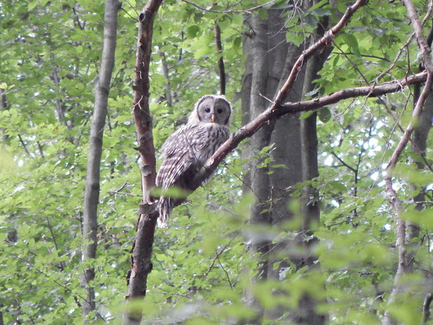 sova dlhochvostá Strix uralensis