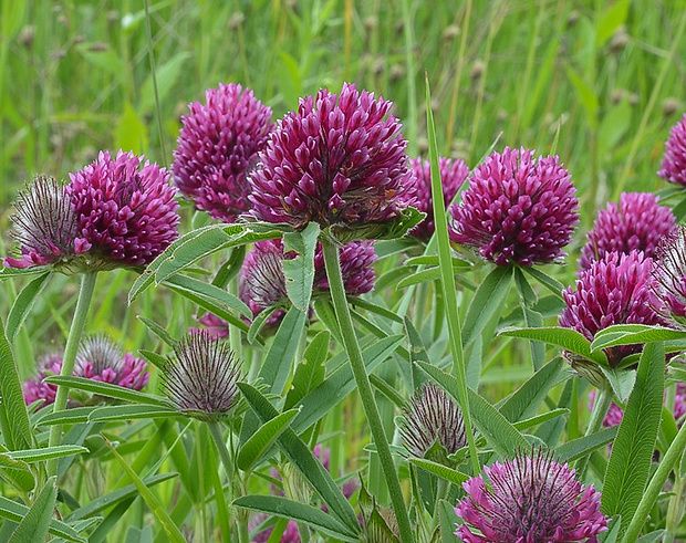 ďatelina alpská Trifolium alpestre L.