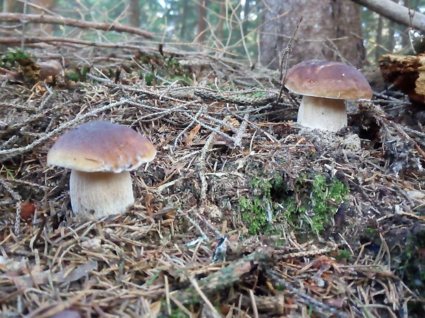 hríb smrekový Boletus edulis Bull.