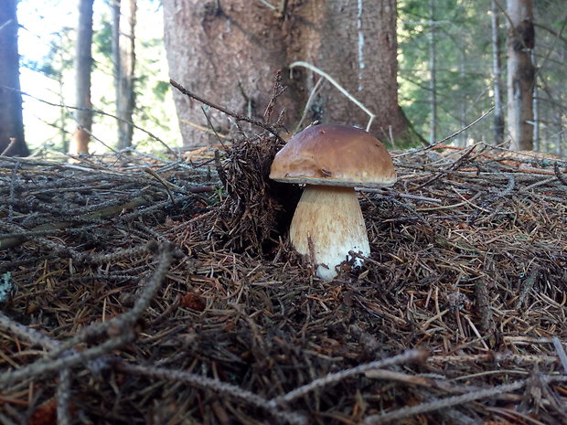 hríb smrekový Boletus edulis Bull.