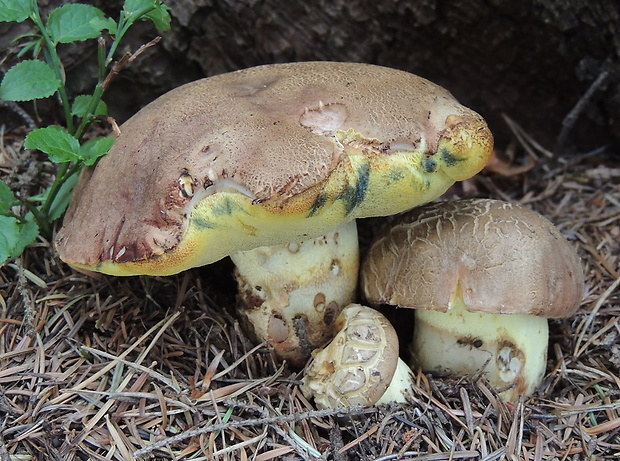 hríb príveskatý Butyriboletus appendiculatus (Schaeff. ex Fr.) Secr.