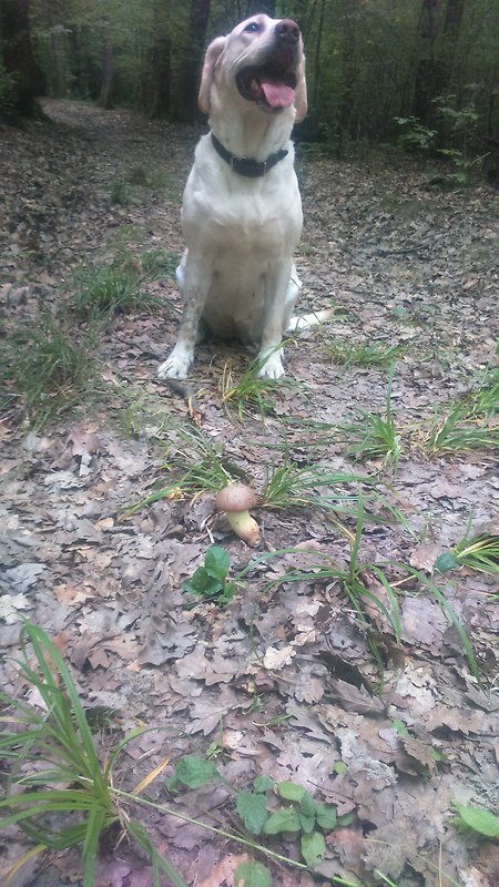 hríb príveskatý Butyriboletus appendiculatus (Schaeff. ex Fr.) Secr.