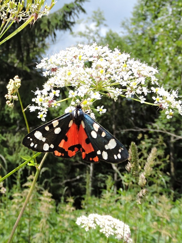 spriadač hluchavkový Callimorpha dominula