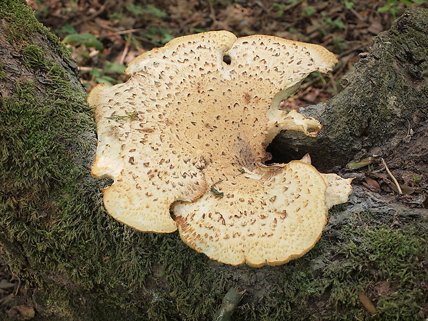 trúdnik šupinatý Cerioporus squamosus (Huds.) Quél.