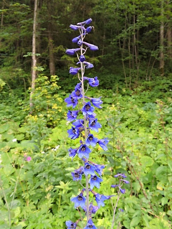 stračonôžka vysoká Delphinium elatum L.