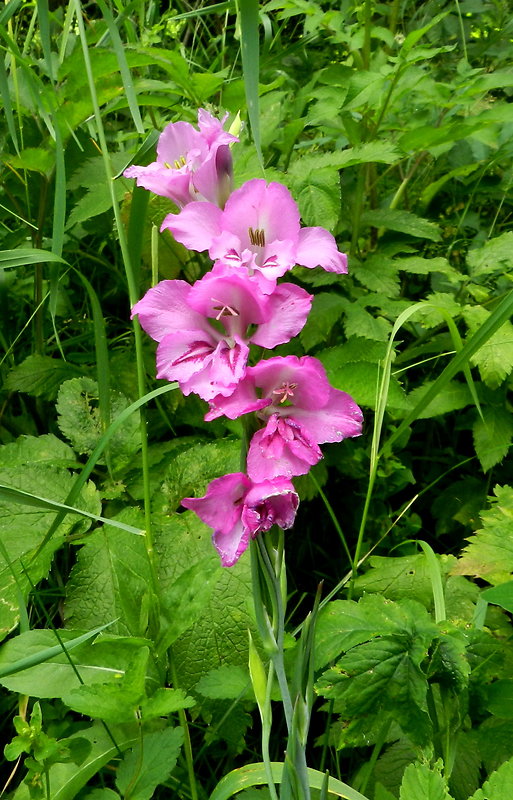 mečík škridlicovitý Gladiolus imbricatus L.