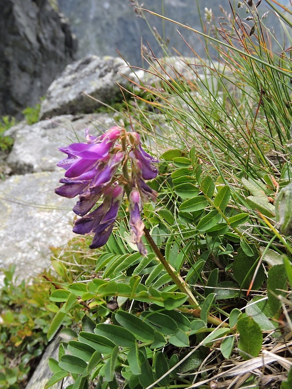 sekernica tmavá Hedysarum hedysaroides (L.) Schinz et Thell