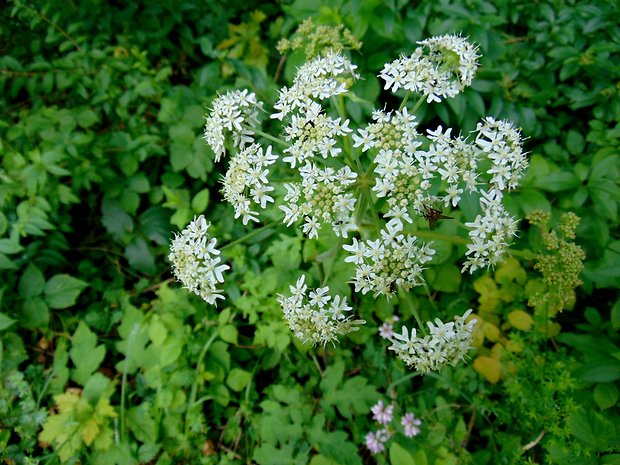 boľševník borščový Heracleum sphondylium L.