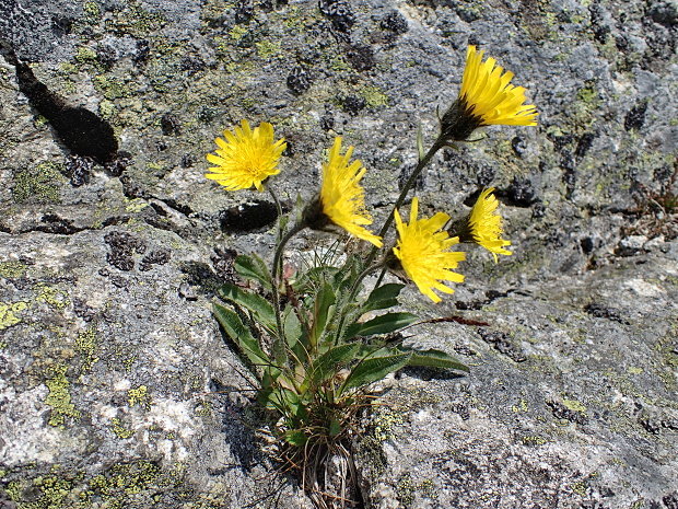 jastrabník alpínsky Hieracium alpinum L.