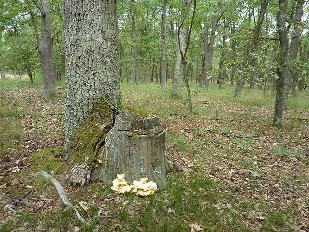 sírovec obyčajný Laetiporus sulphureus (Bull.) Murrill