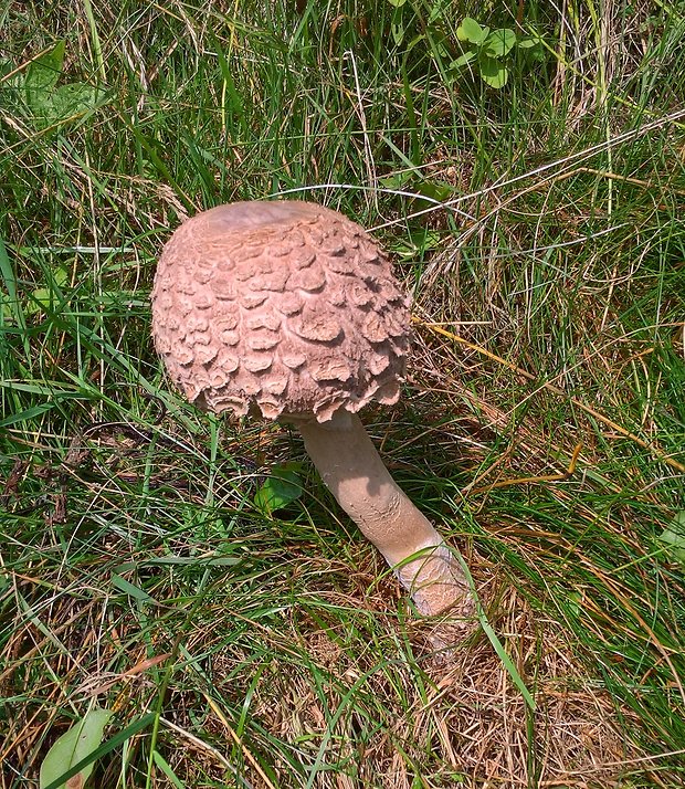 bedľa vysoká Macrolepiota procera (Scop.) Singer