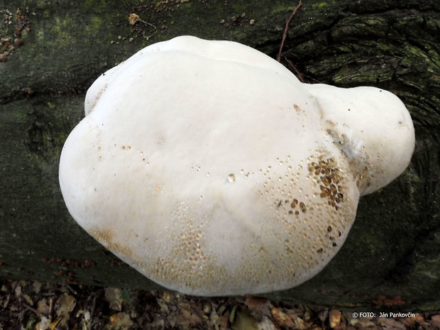 ohňovec Phellinus sp.