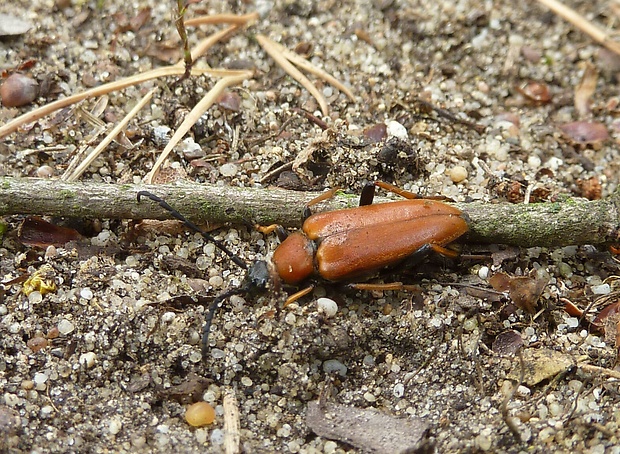 fuzáč obyčajný Stictoleptura rubra