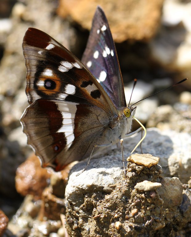 dúhovec väčší  Apatura iris