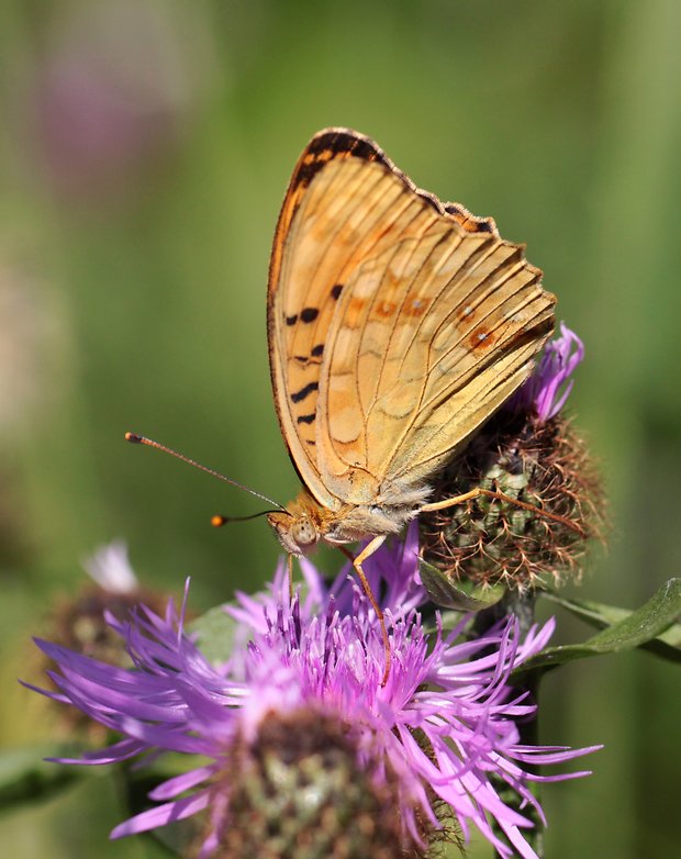 perlovec fialkový  Argynnis adippe