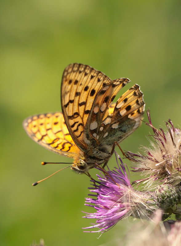 perlovec veľký Argynnis aglaja