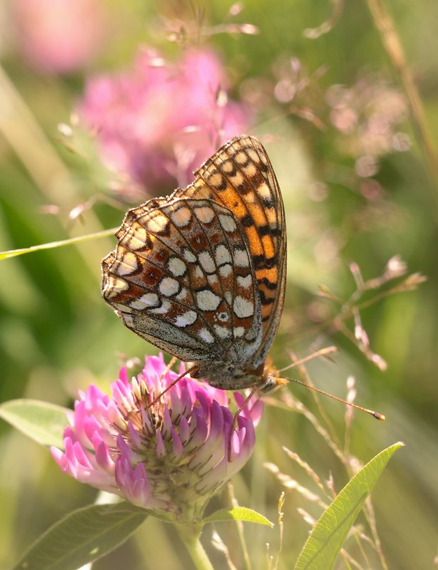 perlovec sirôtkový Argynnis niobe