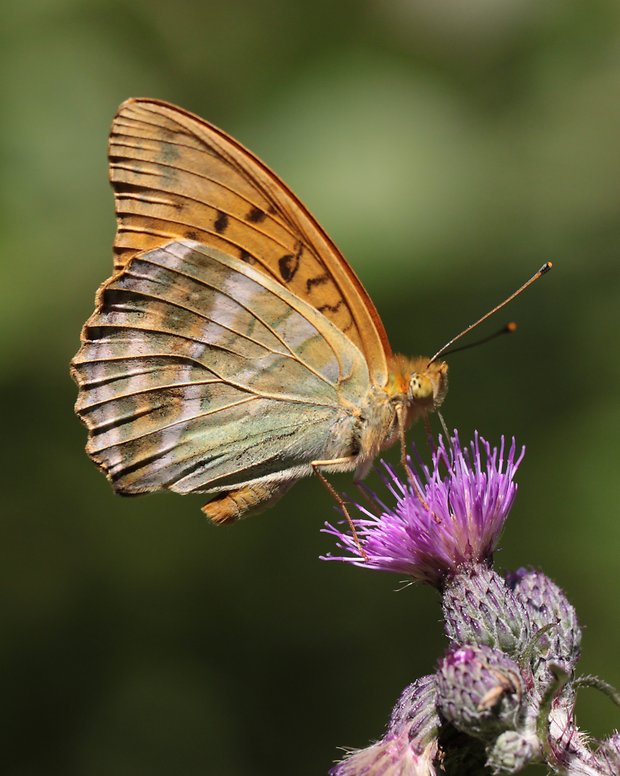 perlovec striebristopásy Argynnis paphia