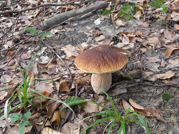 hríb smrekový Boletus edulis Bull.