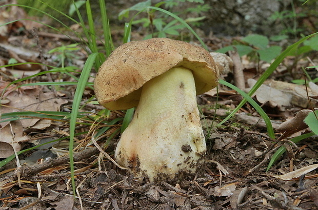 hríb horský Butyriboletus subappendiculatus (Dermek, Lazebn. & J. Veselský) D. Arora & J.L. Frank