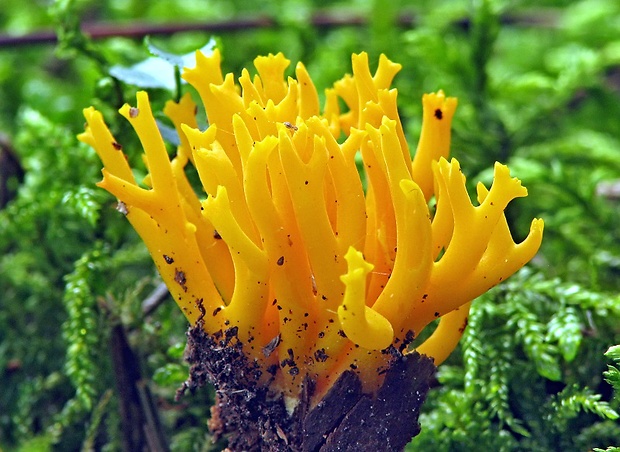 parôžkovec lepkavý Calocera viscosa (Pers.) Fr.