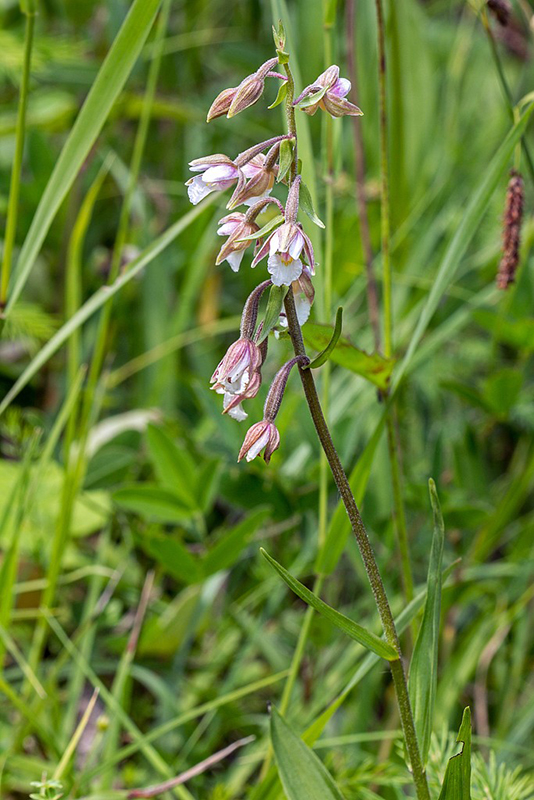 kruštík močiarny Epipactis palustris (L.) Crantz