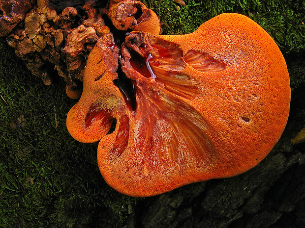 pečeňovec dubový Fistulina hepatica (Schaeff.) With.