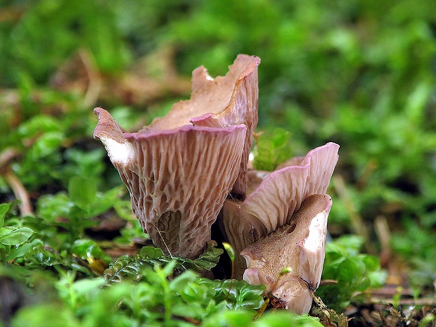 lievikovec kyjakovitý Gomphus clavatus (Pers.) Gray