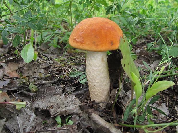 kozák osikový Leccinum albostipitatum den Bakker & Noordel.