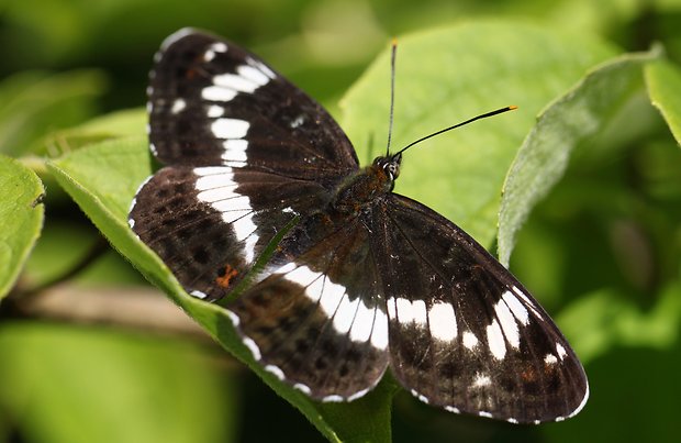 bielopásovec zemolezový  Limenitis camilla