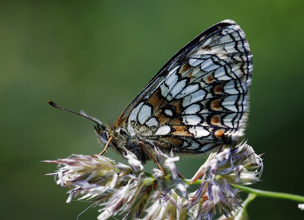 hnedáčik veronikový Melitaea aurelia