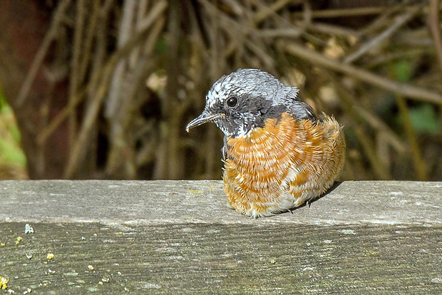 žltochvost lesný  Phoenicurus phoenicurus