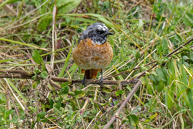 žltochvost lesný  Phoenicurus phoenicurus