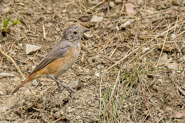 žltochvost lesný  Phoenicurus phoenicurus