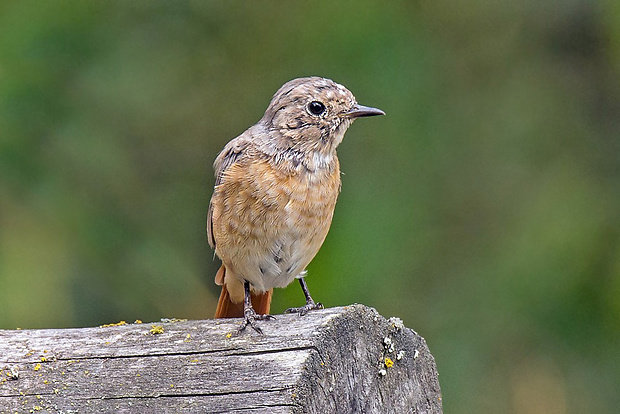 žltochvost lesný  Phoenicurus phoenicurus