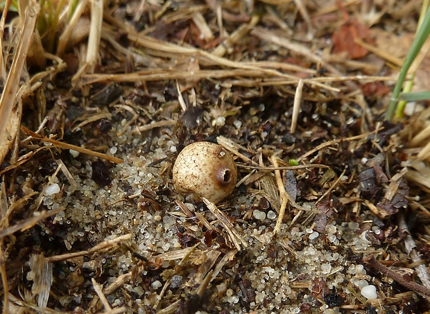 stopkovec zimný Tulostoma brumale Pers.