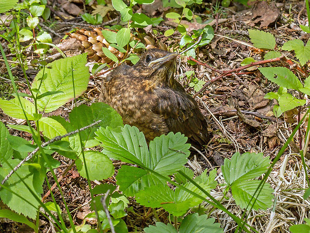 drozd trskotavý  Turdus viscivorus