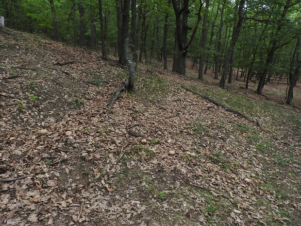 biotop - Boletus radicans / hríb horký