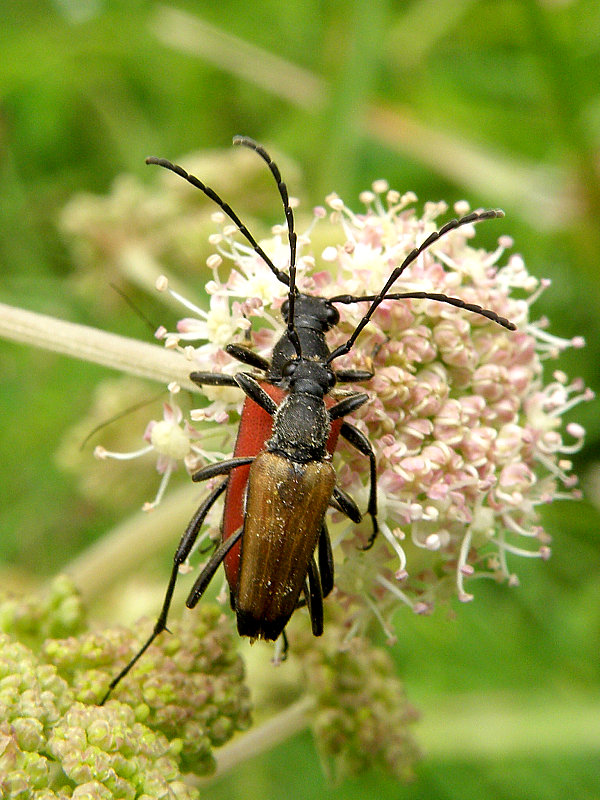 fuzáč Anastrangalia sanguinolenta Linnaeus, 1761