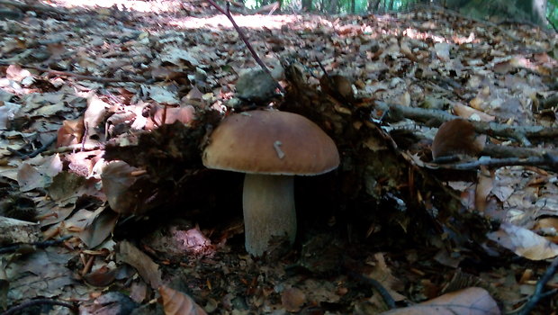 hríb smrekový Boletus edulis Bull.