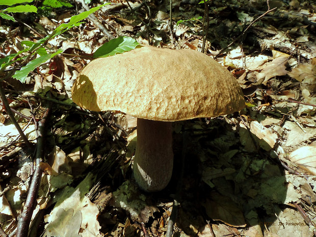 hríb dubový Boletus reticulatus Schaeff.