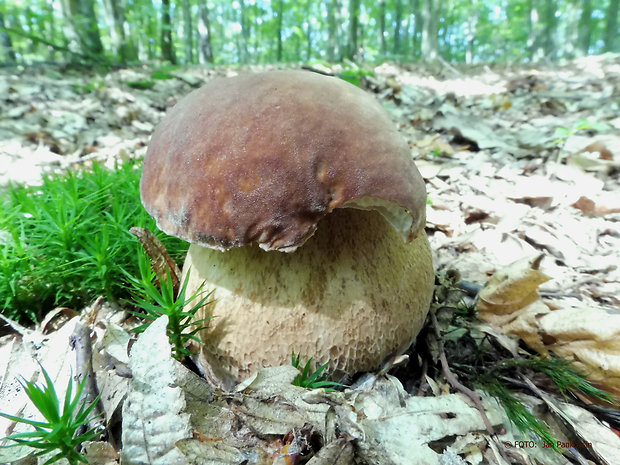 hríb dubový Boletus reticulatus Schaeff.